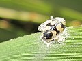 Eriopis chilensis