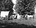 Ezra Meeker tábora fedett szekérrel, sátorral és lovakkal, Oregon, kb. 1913