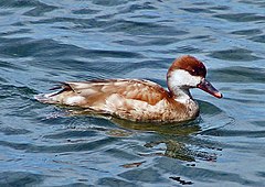 Female Red-crested Pochard 800.jpg