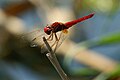 Feuerlibelle male ♂