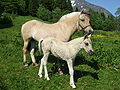 120px-Fjording%2C_mother_and_daughter.jp