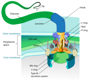 Diagrama de un flagelo bacteriano