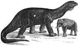 איור מ-1886 של אטלנטוזאורוס בהשוואה לפיל