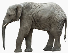 Stäppelefant Loxodonta africana.