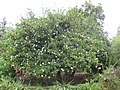 1. Een gardenia (Gardenia thunbergia )