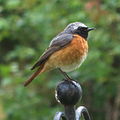 Redstart