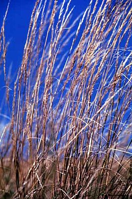 Stipa viridula