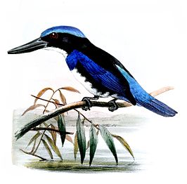 Blauw-zwarte ijsvogel