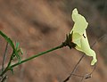 Hibiscus pusillus