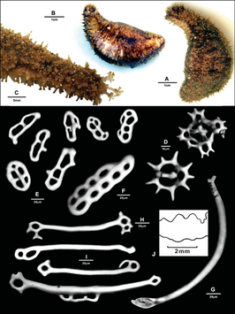 Holothuria insignis