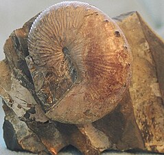 Spécimen de Hoploscaphites d’Amérique du Nord. La forme de la coquille s'écarte de la spirale.