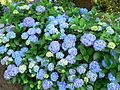 Hydrangea macrophylla