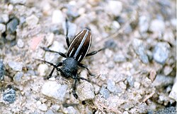 Iberodorcadion fuliginator