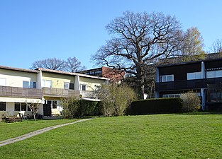 Eken och platsen för Segeltorps gård.