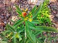 Jatropha variegata (ar)