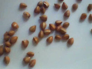 kasha grains