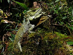 Description de l'image Kinabalu Crested Dragon (Hypsicalotes kinabaluensis) male (6679674877).jpg.