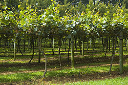 Kiwi Fruit orchard, The North Island, New Zealand