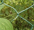 Tendrils of Lathyrus odoratus