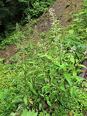 水が集まるやや湿った場所に群生しているようす。