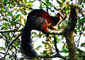 Malabar_giant_squirrel_by_N_A_Nazeer