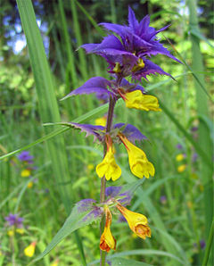 Melampyrum nemorosum