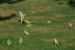 Flock på gräsmatta i park i Bryssel.