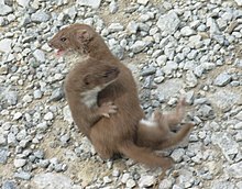 Least weasel Mustela nivalis (two, fighting).jpg
