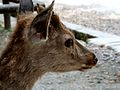 Close-up of a deer in Nara