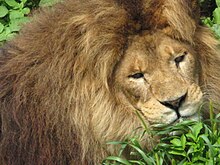 Niabi zoo lion.jpg
