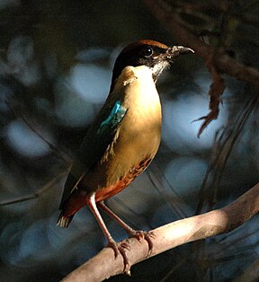 Lärmpitta (Pitta versicolor)