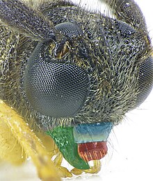 Head of a beetle in the family Cerambycidae; showing the labrum in red, below the clypeus in blue Oberea linearis detail.jpg