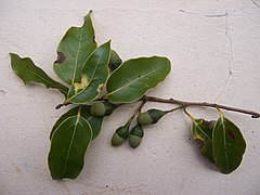 Description de l'image Ocotea_obtusata_Leaves_and_fruit.JPG.