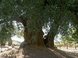 An ancient olive tree