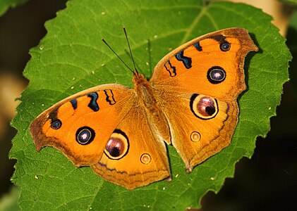 Dorsal view