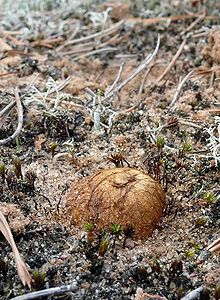 Gelsvasis šakniagrybis (Rhizopogon luteolus)