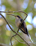 Miniatura para Phaethornis eurynome