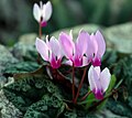 A flowering plant in Nazareth