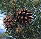 Pine cones - Scots Pine.jpg