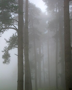 English: Pine trees in the fog