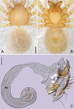 Description de l'image Pinelema zhewang (10.3897-zookeys.784.27758) Figure 30.jpg.