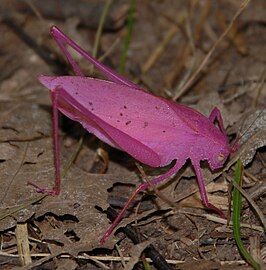 Amblycorypha oblongifolia