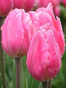http://upload.wikimedia.org/wikipedia/commons/thumb/4/40/Pink_tulips_closed.jpg/220px-Pink_tulips_closed.jpg
