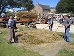 Franske bønder tresker korn med sliul under en landbruks- og kulturfestival i Bretagne i Frankrike i august 2007.