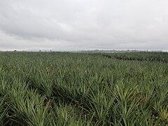 Polomolok Cannery Site pineapple plantation
