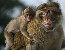 250px-Portrait_of_a_father.jpg