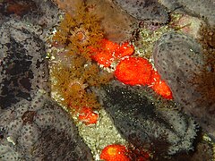 Red chested and Mauve sea cucumbers