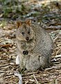 Quokka_(Setonix_brachyurus)_(27725086285)