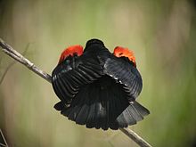 dark bird with red shoulder patches