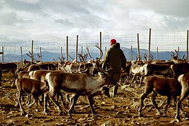 Саам-оленяр зі своїми оленями, Швеція, 2005 рік